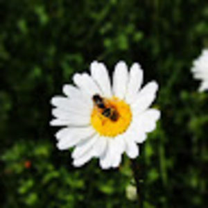 Meet your Posher, Ruby